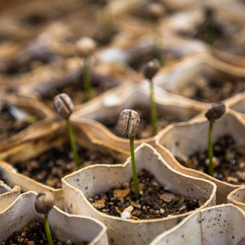 Monarca® Coffee brand is exclusively sourced from selected farms in Mexico